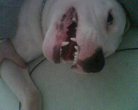 Amerikansk staffordshire terrier Keyto - Colgate-smil *S* billede 17