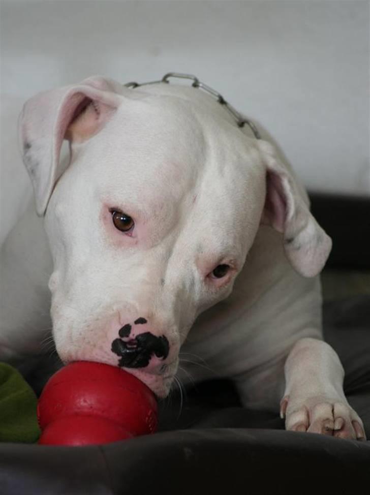 Blanding af racer Rocky Balboa billede 1