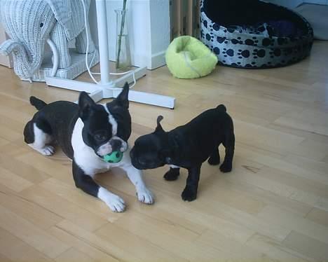 Fransk bulldog Gemelli - på stjernerne - hvad er det du har der brormand?? billede 10