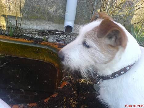 Jack russell terrier Remo † R.I.P billede 17