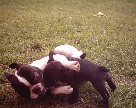 Fransk bulldog Gemelli - på stjernerne - pas på Nielson - selvom jeg er lille, er jeg stærk :) billede 11