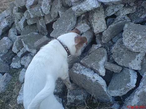 Jack russell terrier Remo † R.I.P billede 18