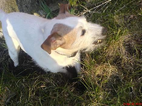 Jack russell terrier Remo † R.I.P billede 19