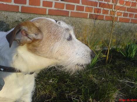 Jack russell terrier Remo † R.I.P billede 20