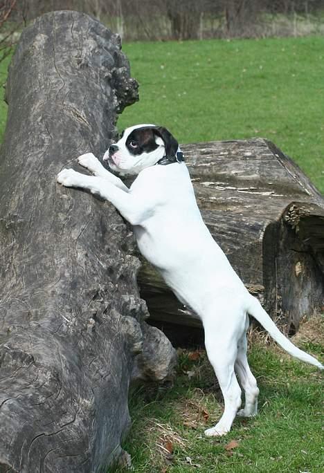 Blanding af racer Eddie - Ihh.... kan altså ikke nå den guffer billede 12