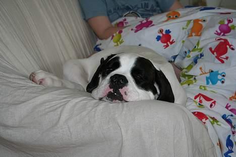 Blanding af racer Eddie - En lille lur skal der jo være plads til*S* billede 14