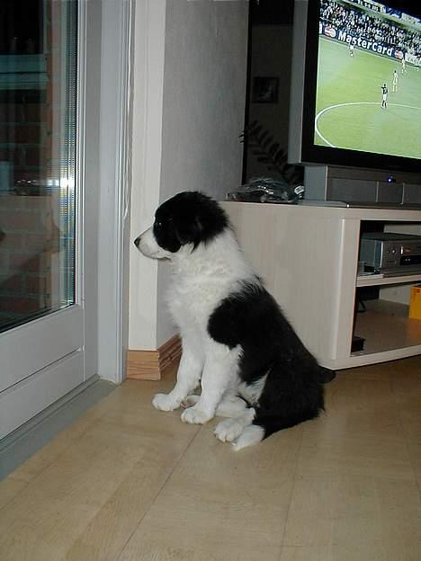 Border collie Ronja - Ronja holder øje med der ingen tyve kommer billede 6