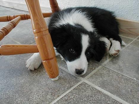 Border collie Ronja - Sikke nogen smukke øjne! billede 7