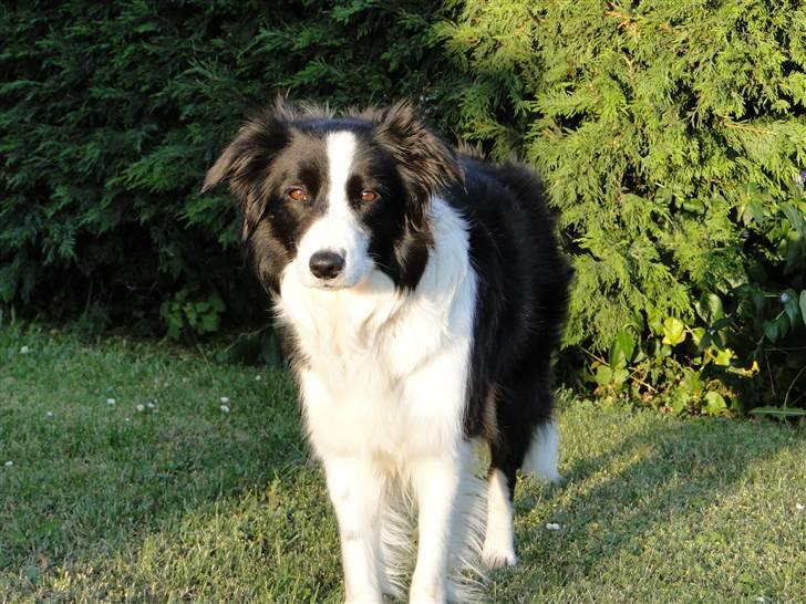 Border collie Ronja - Så smuk! billede 8