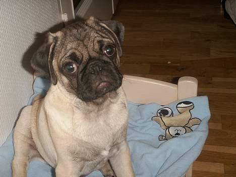 Mops Anton billede 11