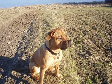 Blanding af racer Malou billede 15