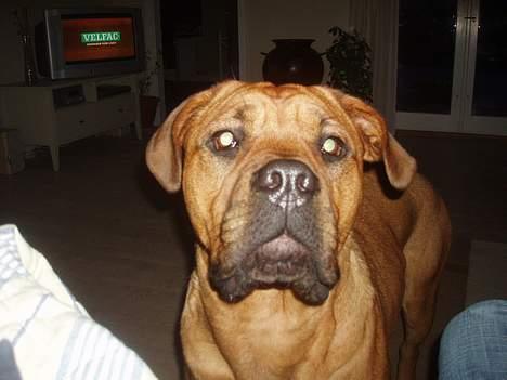 Blanding af racer Malou billede 16