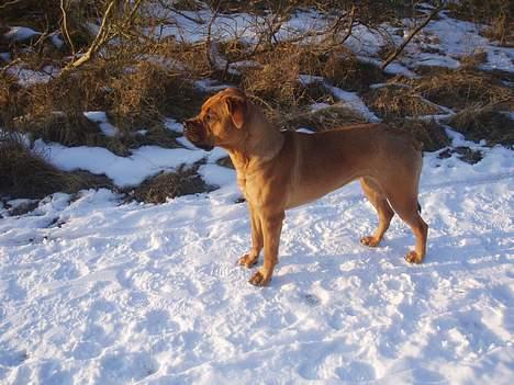 Blanding af racer Malou billede 17