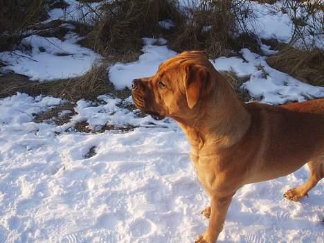 Blanding af racer Malou billede 18