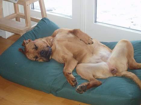 Blanding af racer Malou billede 19