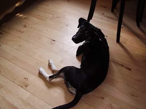 Blanding af racer Snemand billede 18