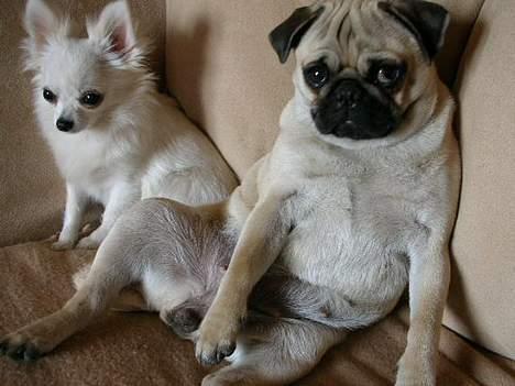 Mops * Diva *  - Her sidder jeg sammen med min søster Daisi.. billede 5