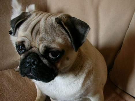 Mops * Diva *  - Snakker du til mig!?! ;)  billede 6