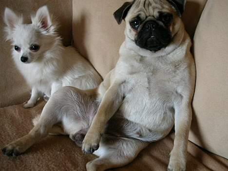 Chihuahua * Daisi *  - sidder med min søster Diva... billede 7