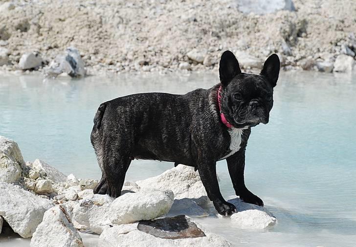 Fransk bulldog gizmo ( Død den 29/07-10) - Smukke Gizmo.. billede 5