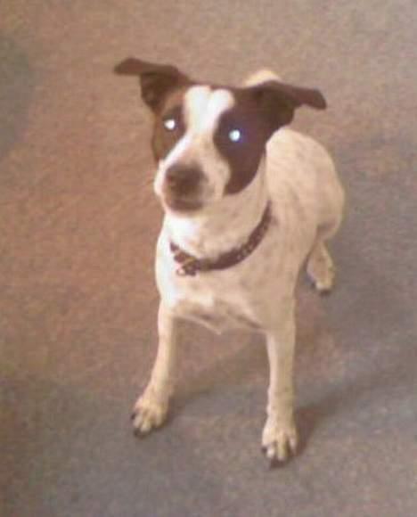 Dansk svensk gaardhund Mr.Basse Hansen - sidder jeg ik bare pænt:) billede 2