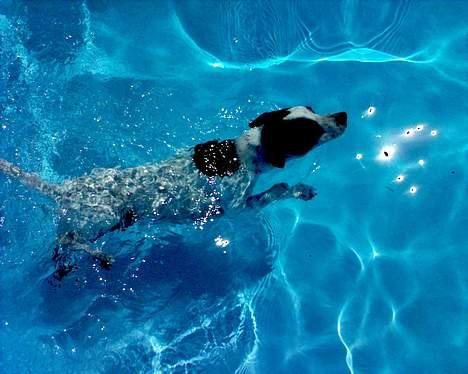 Dansk svensk gaardhund Mr.Basse Hansen - er der noget bedre end en dukkert i det kolde vand, en varm sommer dag:) billede 3