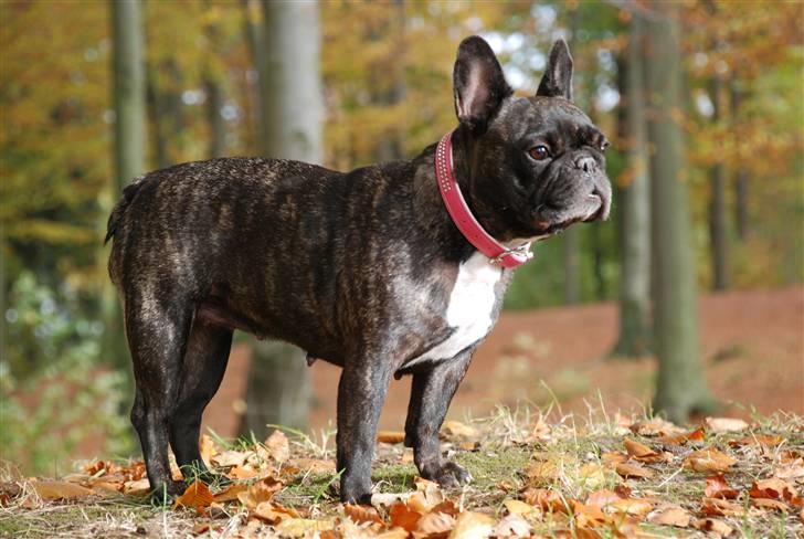 Fransk bulldog gizmo ( Død den 29/07-10) - Man er vel flot selv om man er ved at være en ældre dame:-) billede 6