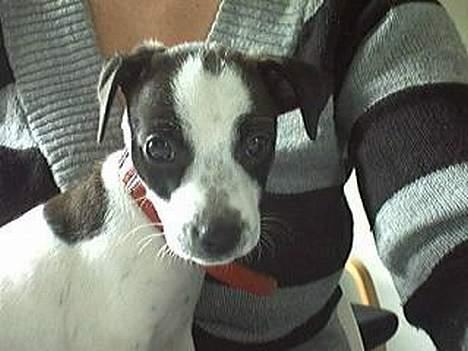 Dansk svensk gaardhund Mr.Basse Hansen - bare så træt;O) er jo kun en lille baby.. billede 4