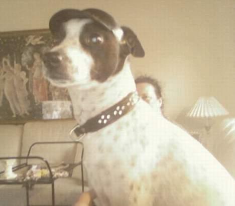 Dansk svensk gaardhund Mr.Basse Hansen - er jeg ikke bare smart med min nye hat;) billede 5