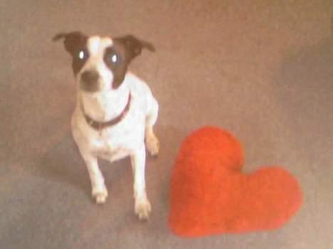 Dansk svensk gaardhund Mr.Basse Hansen - se mor, min finé hjerte pude:) billede 6