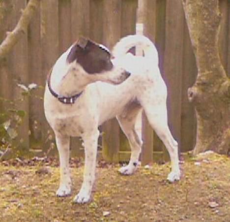 Dansk svensk gaardhund Mr.Basse Hansen - holder bare lige vagt;) billede 7