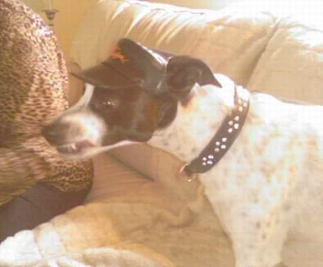 Dansk svensk gaardhund Mr.Basse Hansen - Greeeee, jeg er bare farlig. så kom an, hvis i tør:) billede 8