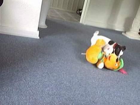 Dansk svensk gaardhund Mr.Basse Hansen - jeg har altid været stor og stærk siden jeg var lille;) billede 9