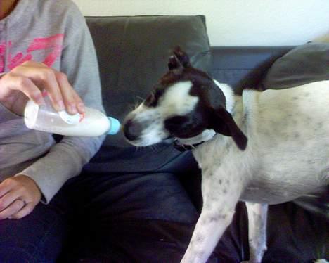 Dansk svensk gaardhund Mr.Basse Hansen - lidt baby er man vel altid;) og mor sys lige jeg fortjente lidt frisk mælk;) billede 10