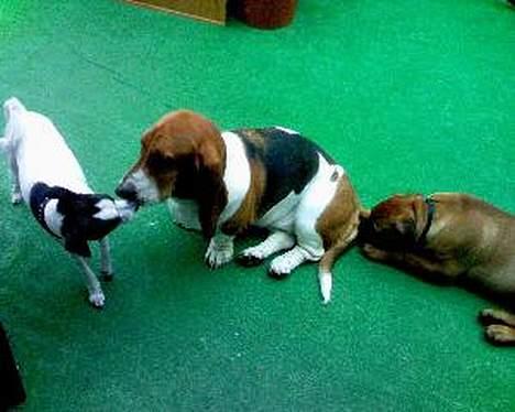 Dansk svensk gaardhund Mr.Basse Hansen - ja det er så mig og min gode veninde matilde og hendes ven hulk;)  billede 12