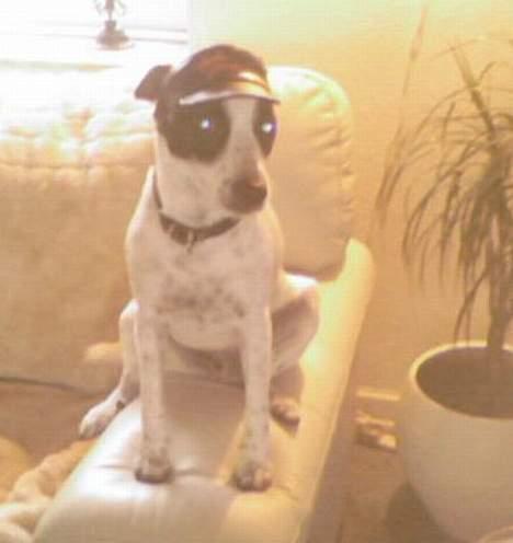 Dansk svensk gaardhund Mr.Basse Hansen - smart smart. billede 13