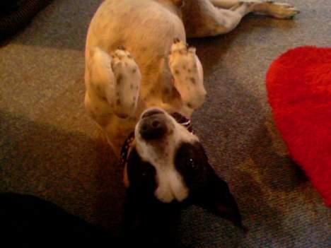 Dansk svensk gaardhund Mr.Basse Hansen - okay, okay mor, jeg overgiver mig... billede 14