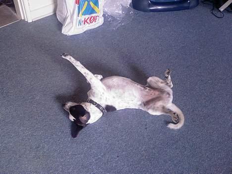 Dansk svensk gaardhund Mr.Basse Hansen - der er ik noget bedre end at strække sig efter en go lur;O) billede 15