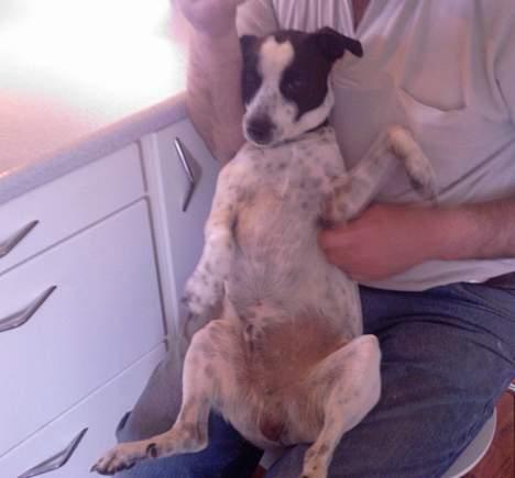 Dansk svensk gaardhund Mr.Basse Hansen - bare dejligt at bliver nusset på maven;) billede 16