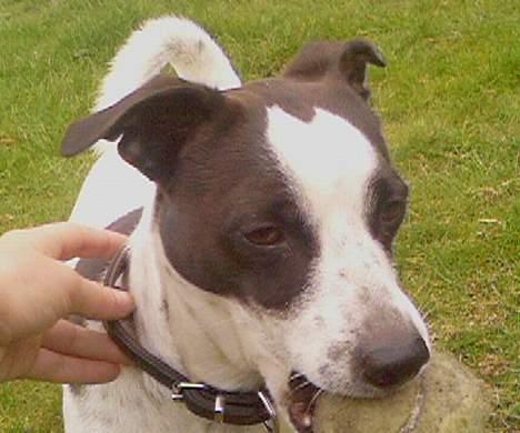 Dansk svensk gaardhund Mr.Basse Hansen billede 17