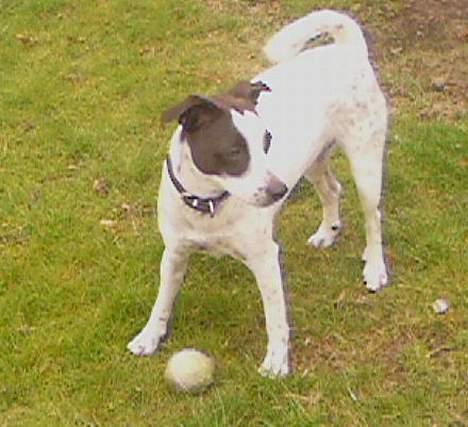 Dansk svensk gaardhund Mr.Basse Hansen - kom og tag den, hvis du vil ha den:O) Vruffff... billede 18