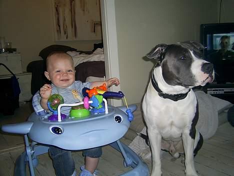 Amerikansk staffordshire terrier Great Vikings Niño - 28/04-06. Niño med fætter Silas billede 8