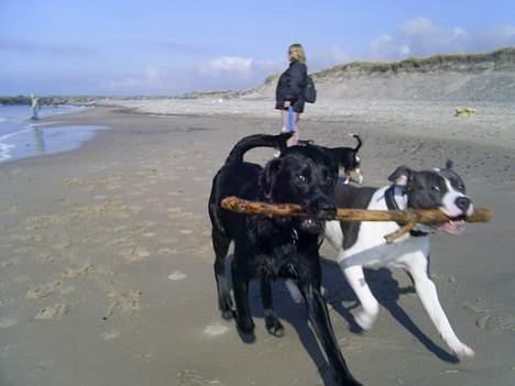 Amerikansk staffordshire terrier Great Vikings Niño - 24/04-06. Niño ved vesterhavet billede 9