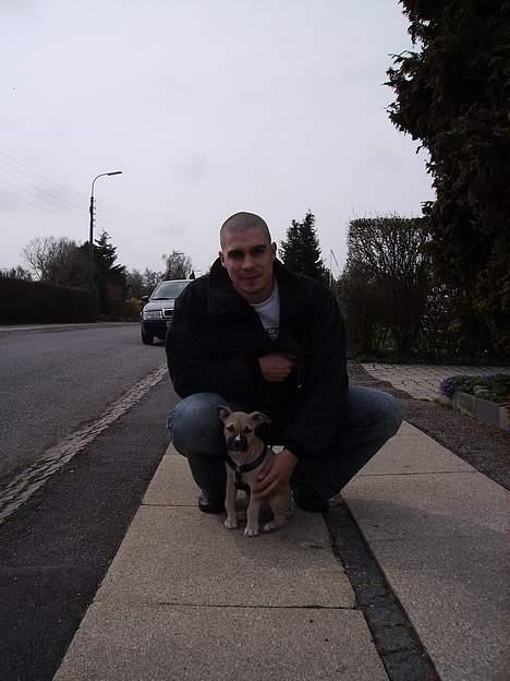 Amerikansk staffordshire terrier - Bailey  - Bailey på gå tur med far.... billede 17