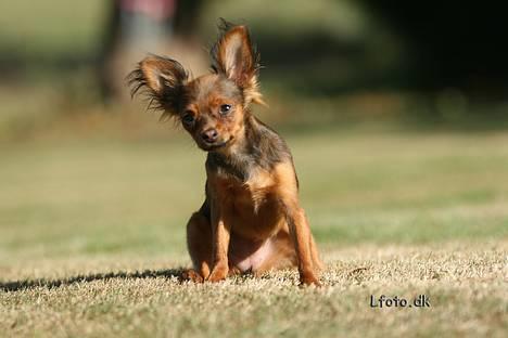 Russisk toy terrier Carskoe Zolotce Mazasis   - Sommeren 06 billede 2