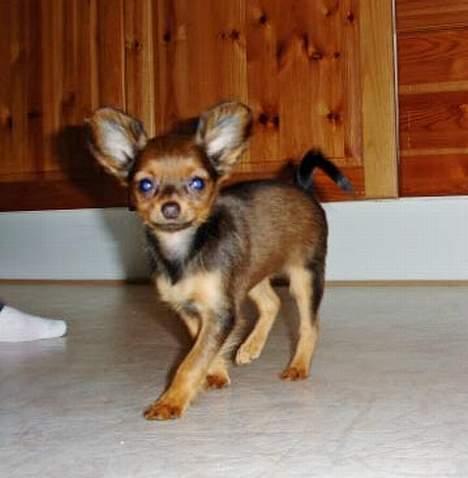 Russisk toy terrier Carskoe Zolotce Mazasis   billede 4