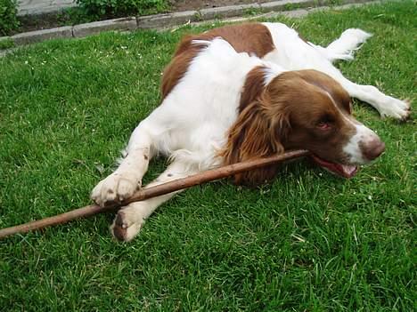 Engelsk springer spaniel Luie - hvorfor vælge de små pinde! Når der ren faktisk findes de lidt større! billede 2