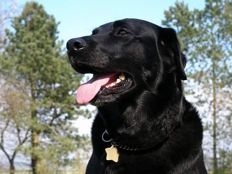 Labrador retriever Zulu (mors hund) billede 20