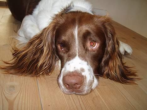 Engelsk springer spaniel Luie billede 3