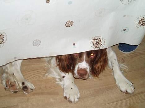 Engelsk springer spaniel Luie billede 4